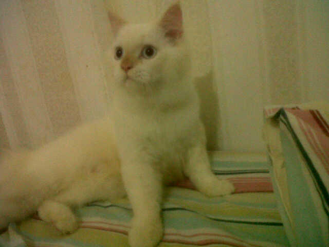 wts kucing angora mix persia jinak total