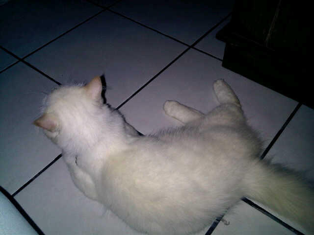 wts kucing angora mix persia jinak total