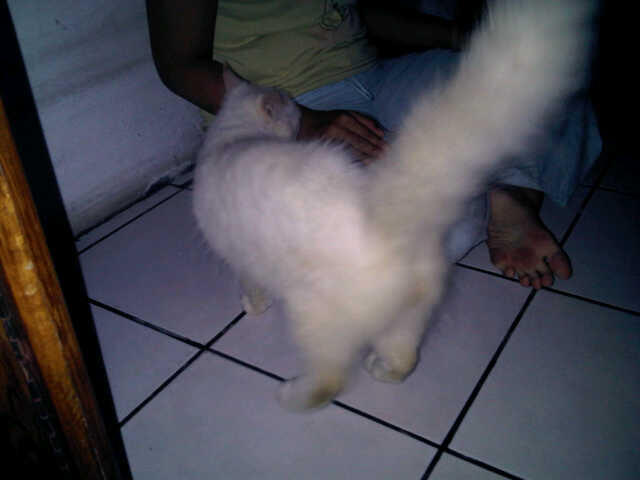wts kucing angora mix persia jinak total