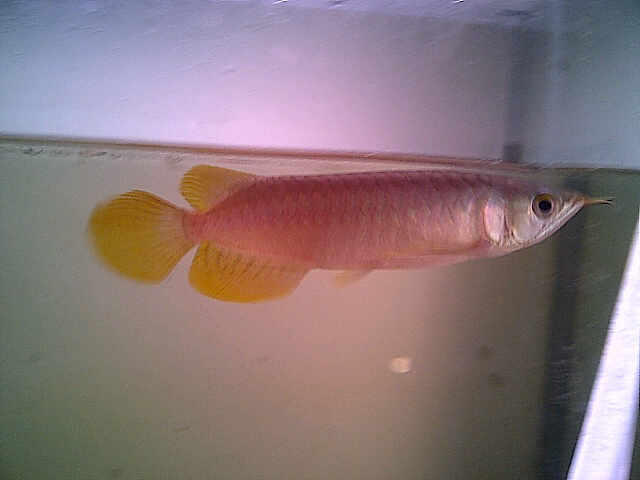 Berbagai jenis ikan arwana dengan kualitas terbaik dijual murah! (LIMITED)