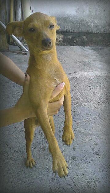 dijual anak anjing minipincher