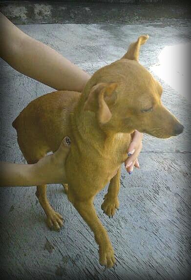 dijual anak anjing minipincher
