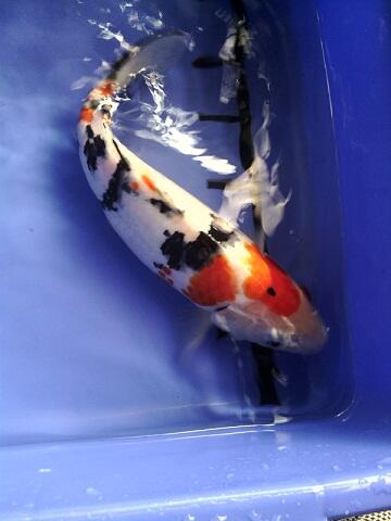 KOI BLITAR SATUAN / PAKETAN 30CM (BANDUNG)