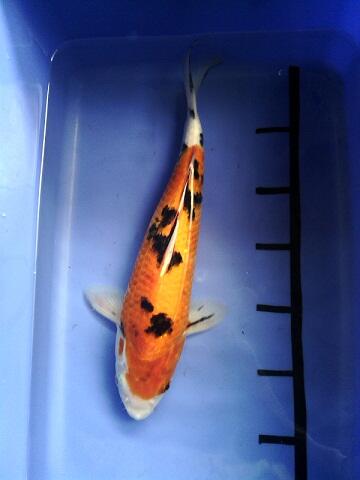 KOI BLITAR SATUAN / PAKETAN 30CM (BANDUNG)