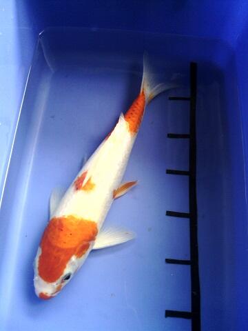 KOI BLITAR SATUAN / PAKETAN 30CM (BANDUNG)