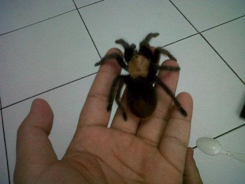 Tarantula import Murmer gila harga borongan aja (GBB 10cm,ALBICEP 10cm,SMITHI 5cm)