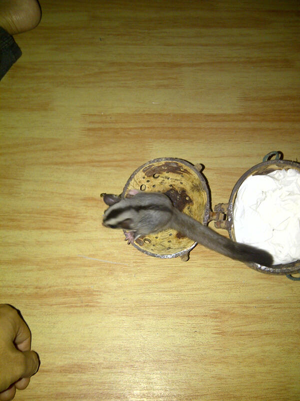 ane cri sugar glider