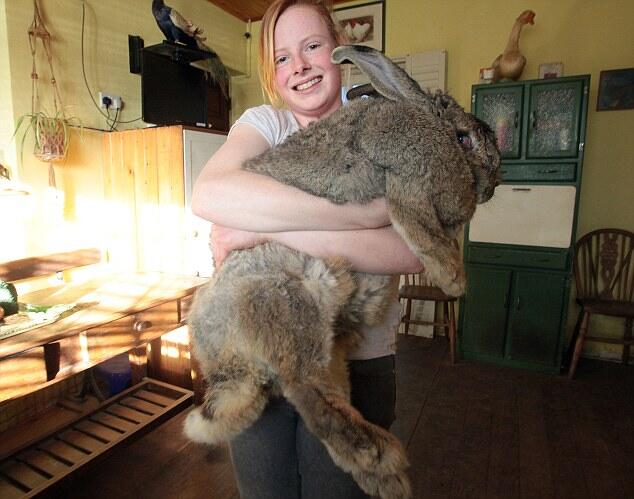 Ralph, Kelinci Terberat di Dunia Berbobot 22 Kilogram