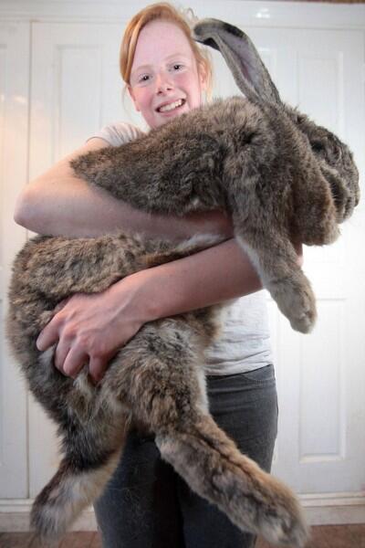 Ralph, Kelinci Terberat di Dunia Berbobot 22 Kilogram