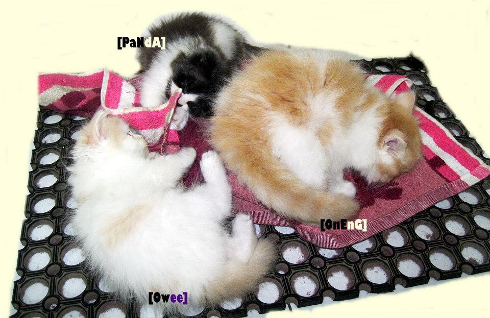 JUAL KITTEN PERSIA MEDIUM BANDUNG