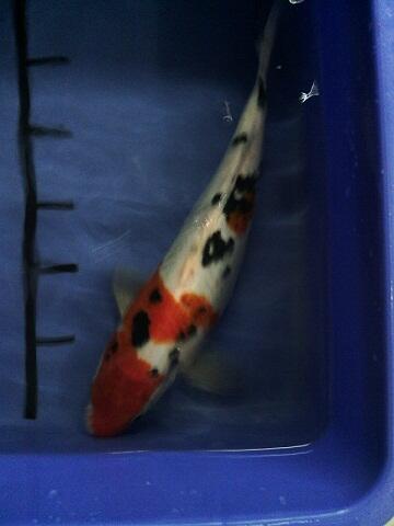 KOI BLITAR SATUAN / PAKETAN 30CM (BANDUNG)