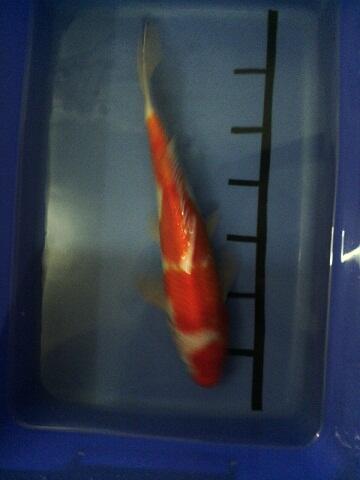 KOI BLITAR SATUAN / PAKETAN 30CM (BANDUNG)