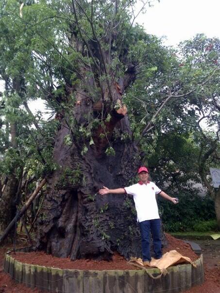BOBAB atau ADANSONIA DIGITATA terbesar, ukuran raksasa