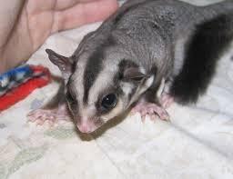 Sugar Glider, mamalia asli indonesia yang menggemaskan