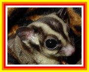 Sugar Glider, mamalia asli indonesia yang menggemaskan