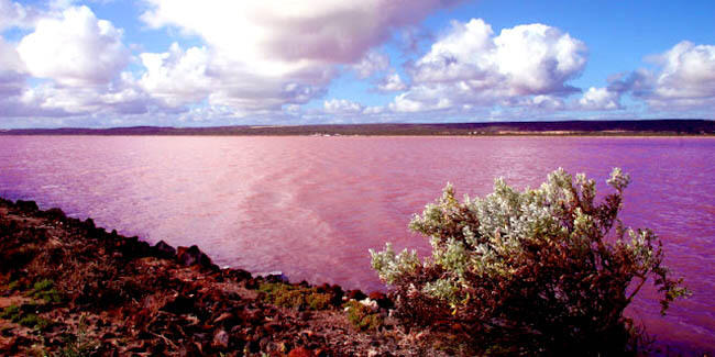  Danau Pink Alami Ini Sangat Cantik dan Romantis