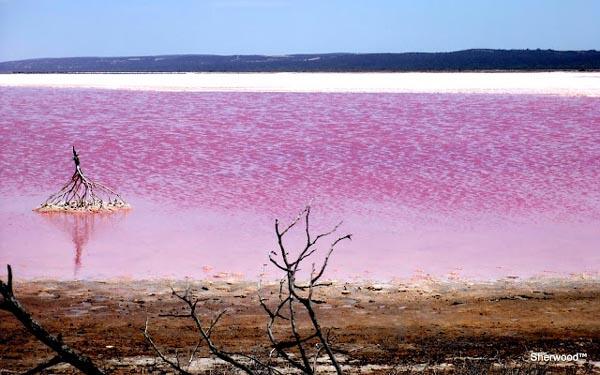  Danau Pink Alami Ini Sangat Cantik dan Romantis