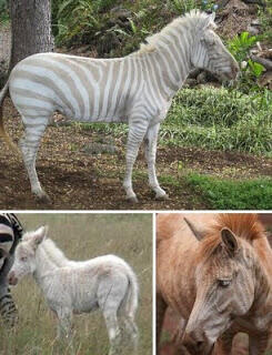 5 Hewan Albino Yang Unik