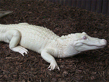 5 Hewan Albino Yang Unik