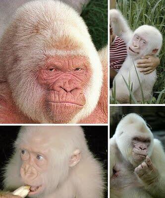 5 Hewan Albino Yang Unik