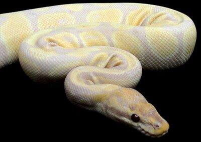 5 Hewan Albino Yang Unik