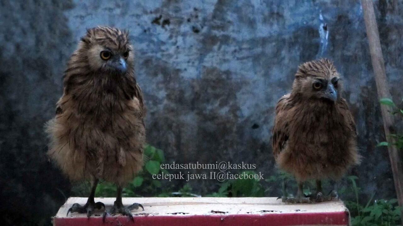 Buffy Fish Owl (brancher)