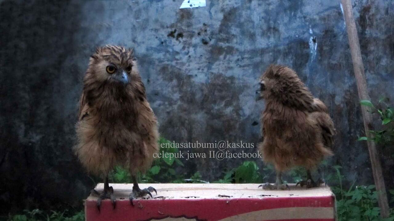 Buffy Fish Owl (brancher)