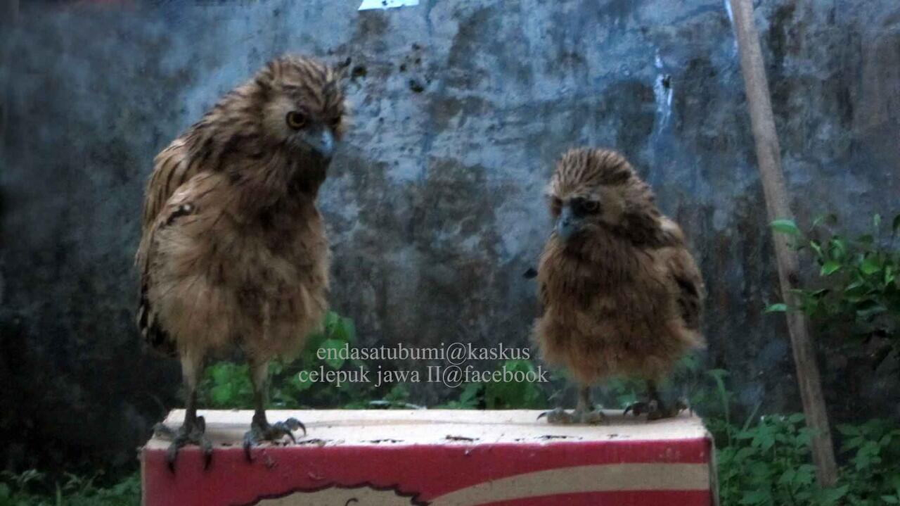 Buffy Fish Owl (brancher)