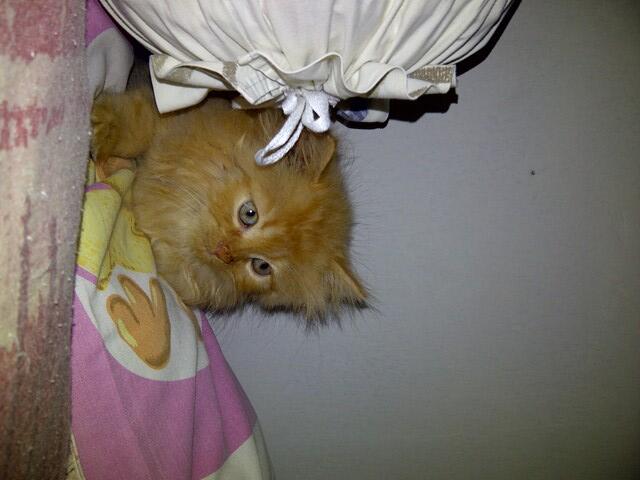 Jual Anakkan Kucing Persia Medium