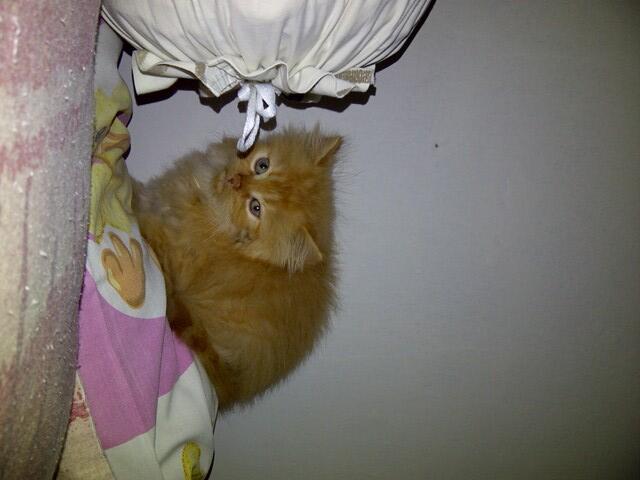 Jual Anakkan Kucing Persia Medium
