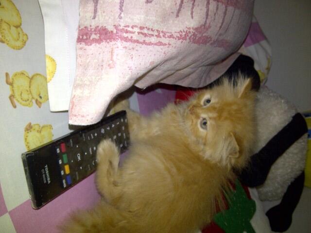 Jual Anakkan Kucing Persia Medium