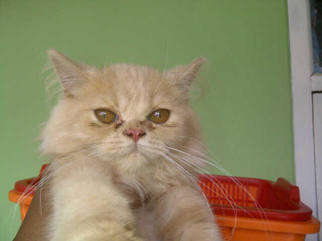 kucing kitten persia longhair bonus kandang lipat Cimahi Bandung