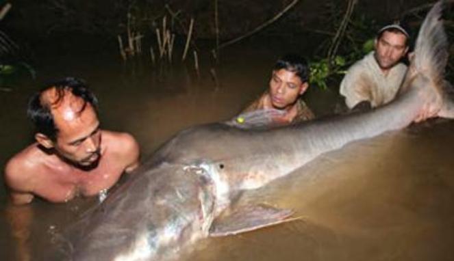 7 Ikan lele hampir segede manusia di gorong2 kota bogor gan..!!!