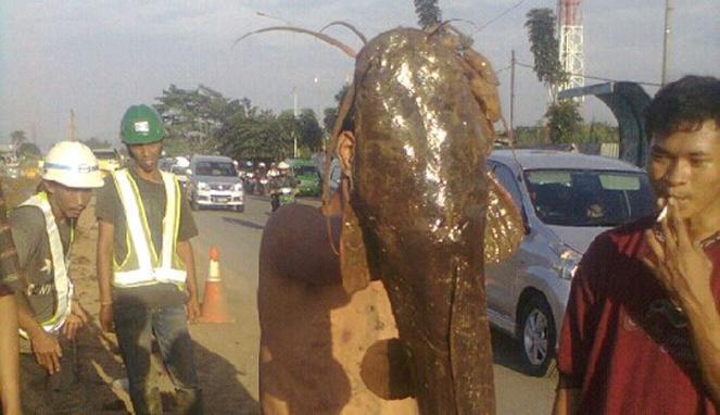 7 Ikan lele hampir segede manusia di gorong2 kota bogor gan..!!!