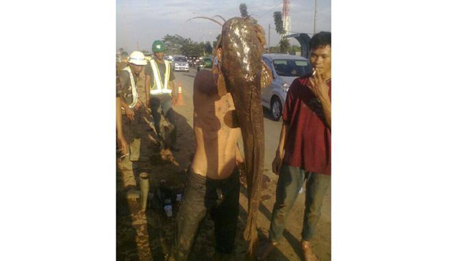 7 Ikan lele hampir segede manusia di gorong2 kota bogor gan..!!!