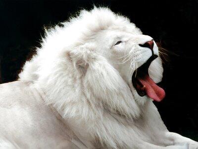 5 Hewan Albino Yang Unik