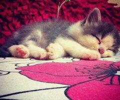 Kucing-Kucing Lutcuk (CatLovers Masuuuk) *meow