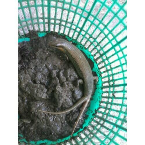 ▀▄▀▄ ▀▄▀▄ kadal ekor cabang dua▀▄▀▄ ▀▄▀▄