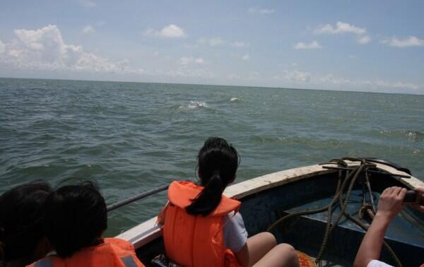 Memilukan: Se-ekor Dolpin Menggendong Anaknya Yg Sudah Mati Menuju Laut Lepas.