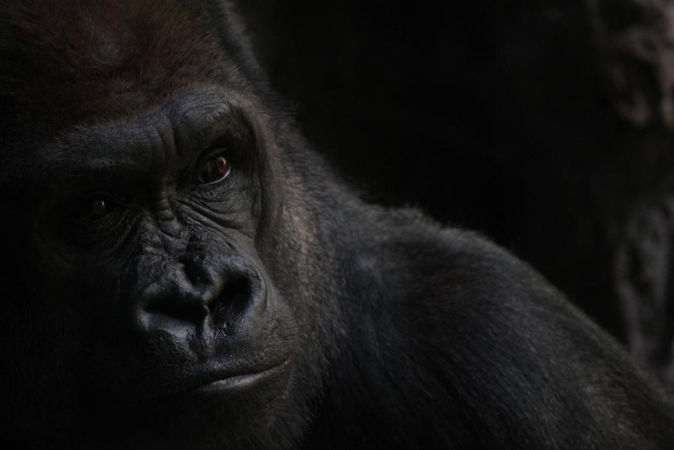 10 foto dari Finalis kontes smithsonian photo...ada orang Indonesia nya gan..!!