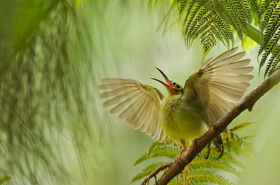 10 foto dari Finalis kontes smithsonian photo...ada orang Indonesia nya gan..!!