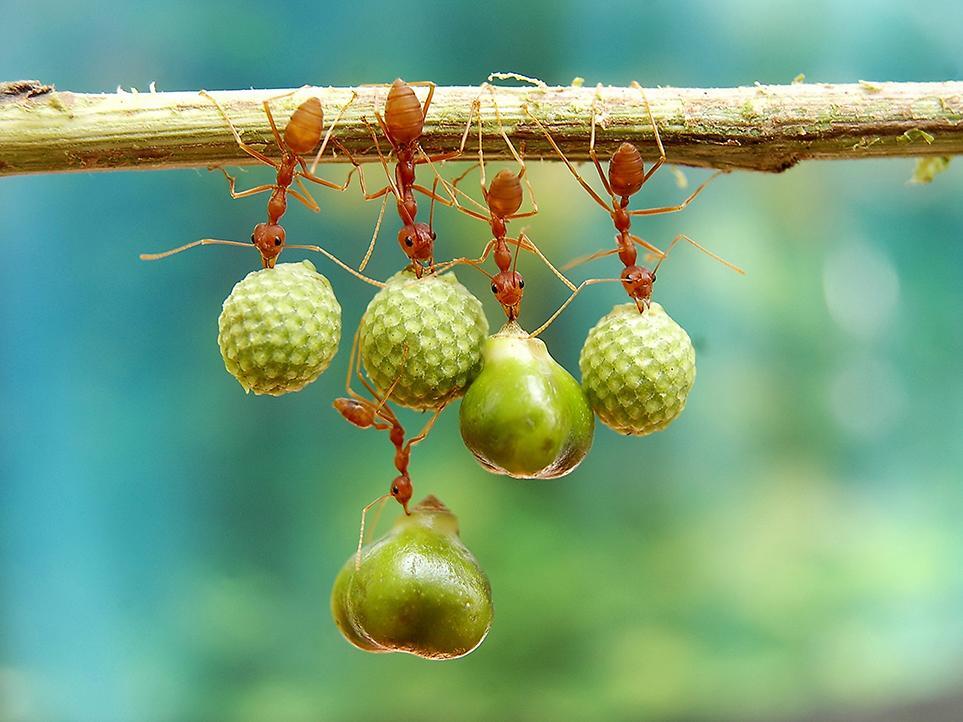 10 foto dari Finalis kontes smithsonian photo...ada orang Indonesia nya gan..!!