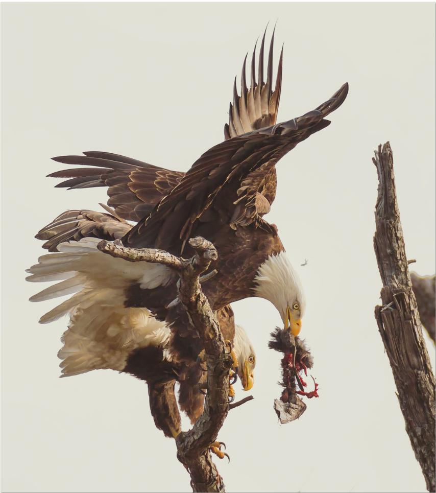 10 foto dari Finalis kontes smithsonian photo...ada orang Indonesia nya gan..!!
