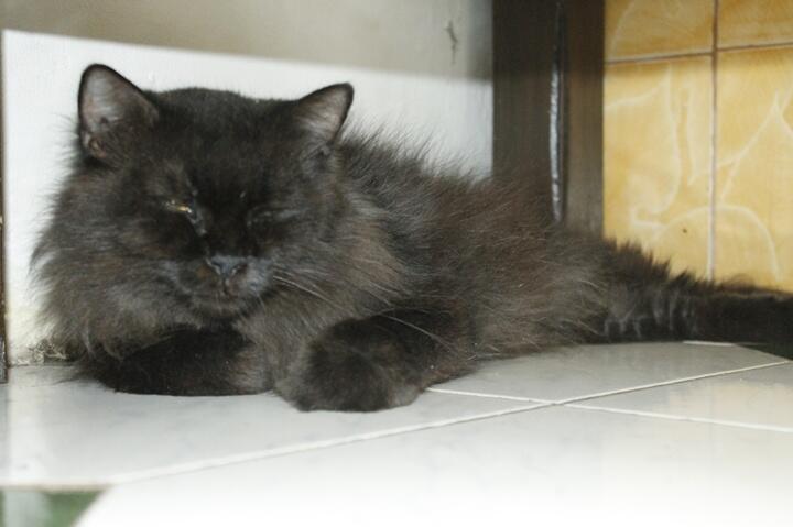 Jual Kucing Anggora Murah  Budak Kucing