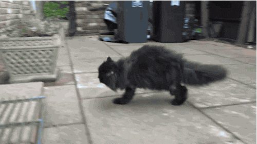 Caffrey (si kucing) yang hanya punya 2 kaki