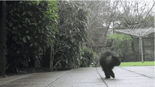 Caffrey (si kucing) yang hanya punya 2 kaki