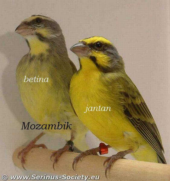 Foto Dan Suara Burung Blackthroat Sanger Dan Mozambik Kaskus