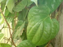 Jual Obat