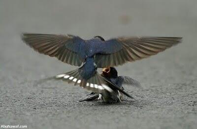 Kisah Cinta Sepasang Burung Yang Mengharukan