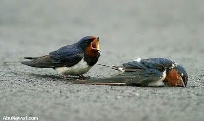 Kisah Cinta Sepasang Burung Yang Mengharukan